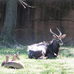 Saint Louis Zoo 2010 - Lowland Nyala and Spekes Gazelle in Red Rocks