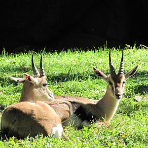 Saint Louis Zoo 2010 - Spekes Gazelle in Red Rocks