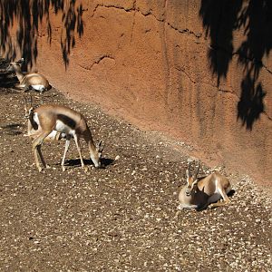Saint Louis Zoo 2010 - Spekes Gazelle in Red Rocks