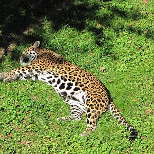 Saint Louis Zoo 2010 - Jaguar in Big Cat Country