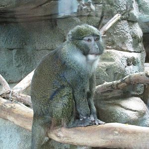 Saint Louis Zoo 2010 - Allens Swamp Monkey in the Historic Primate House