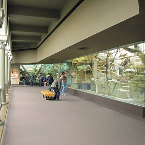 Saint Louis Zoo 2010 - General view inside the Historic Primate House