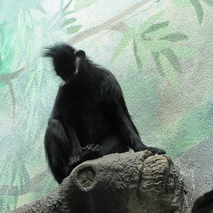 Saint Louis Zoo 2010 - Francois Langur in the Historic Primate House