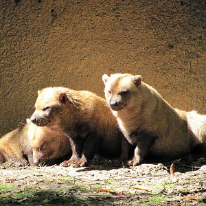 Saint Louis Zoo 2010 - Bush Dogs in Rivers Edge