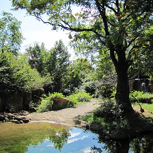 Saint Louis Zoo 2010 - Different part of Black Rhino exhibit in Rivers Edge