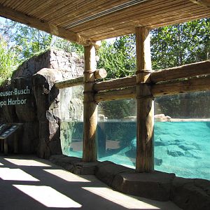 Saint Louis Zoo 2010 - Part of Common Hippopotamus exhibit in Rivers Edge
