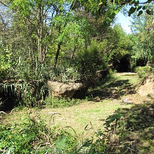 Saint Louis Zoo 2010 - Spotted Hyena exhibit in Rivers Edge