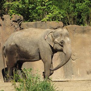 Saint Louis Zoo 2010 - Asiatic Elephant in Rivers Edge