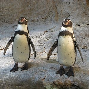 Saint Louis Zoo 2010 - Humboldt Penguins