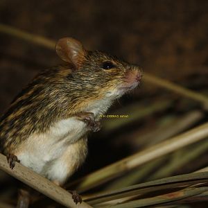 Spotted Grass Mouse