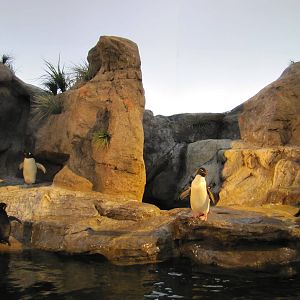 Saint Louis Zoo 2010 - General view inside Penguin and Puffin Coast