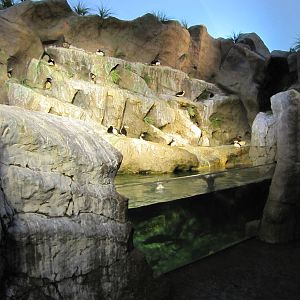 Saint Louis Zoo 2010 - General view inside Penguin and Puffin Coast