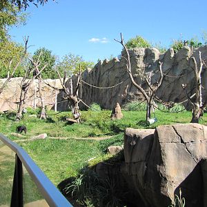 Saint Louis Zoo 2010 - Part of Chimpanzee exhibit