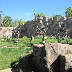 Saint Louis Zoo 2010 - Another part of Chimpanzee exhibit