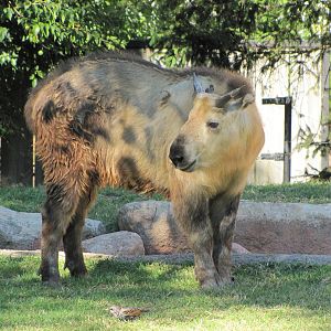 Saint Louis Zoo 2010 - Sichuan Takin calf in Red Rocks