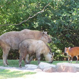 Saint Louis Zoo 2010 - Sichuan Takin and Indian Muntjac in Red Rocks