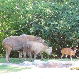 Saint Louis Zoo 2010 - Sichuan Takin and Indian Muntjac in Red Rocks