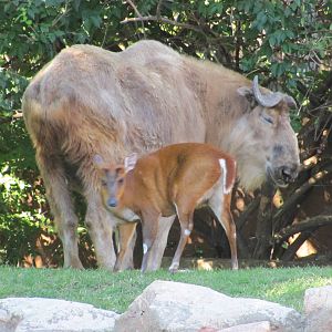 Saint Louis Zoo 2010 - Sichuan Takin and Indian Muntjac in Red Rocks.