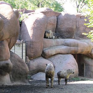 Saint Louis Zoo 2010 - Sichuan Takin group in Red Rocks