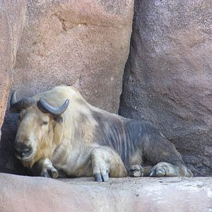 Saint Louis Zoo 2010 - Sichuan Takin in Red Rocks
