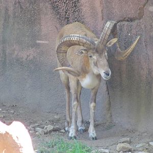Saint Louis Zoo 2010 - Transcaspian Urial buck in Red Rocks
