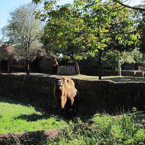 Saint Louis Zoo 2010 - Part of Bactrian Camel exhibit in Red Rocks