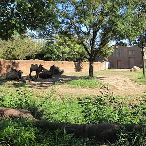Saint Louis Zoo 2010 - Another part of Bactrian Camel exhibit in Red Rocks