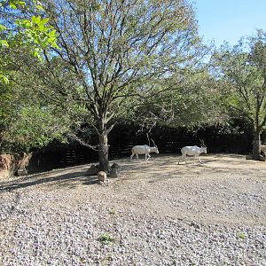Saint Louis Zoo 2010 - Part of Addax exhibit in Red Rocks