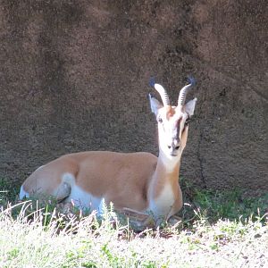 Saint Louis Zoo 2010 - Soemmerrings Gazelle exhibit in Red Rocks