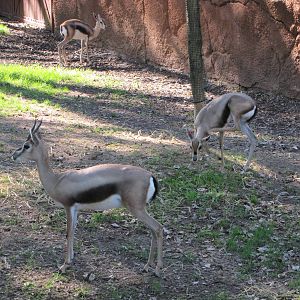 Saint Louis Zoo 2010 - Spekes Gazelle in Red Rocks