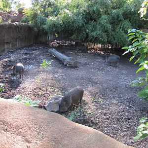 Saint Louis Zoo 2010 - Chacoan Peccary exhibit in Red Rocks