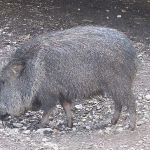 Saint Louis Zoo 2010 - Chacoan Peccary in Red Rocks