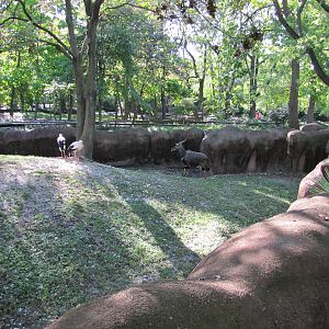 Saint Louis Zoo 2010 - Part of Lowland Nyala exhibit in Red Rocks
