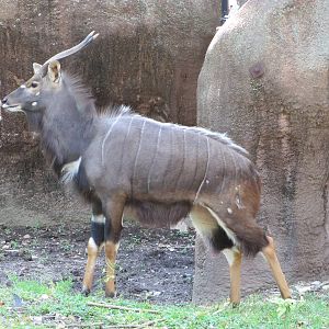 Saint Louis Zoo 2010 - Lowland Nyala in Red Rocks
