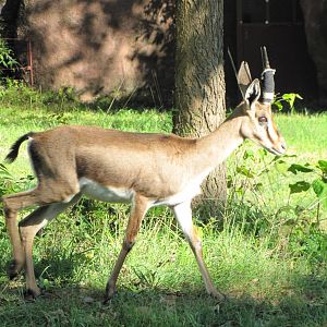 Saint Louis Zoo 2010 - Cuviers Gazelle in Red Rocks