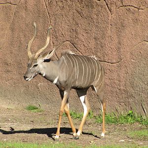 Saint Louis Zoo 2010 - Lesser Kudu in Red Rocks