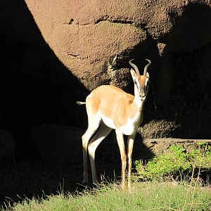 Saint Louis Zoo 2010 - Soemmerings Gazelle in Red Rocks