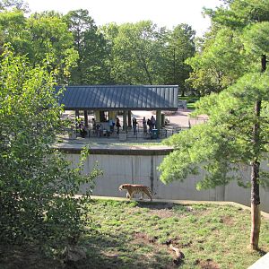 Saint Louis Zoo 2010 - Part of Amur Tiger exhibit in Big Cat Country