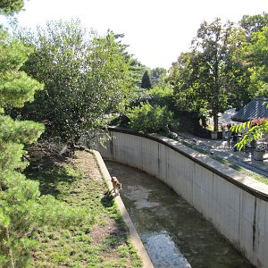 Saint Louis Zoo 2010 - Alongside Amur Tiger exhibit in Big Cat Country