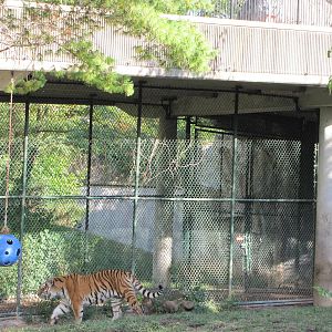 Saint Louis Zoo 2010 - Part of Amur Tiger exhibit in Big Cat Country