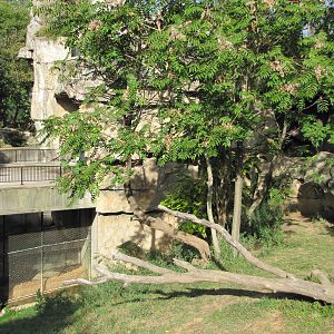 Saint Louis Zoo 2010 - Part of African Lion exhibit in Big Cat Country