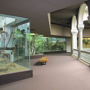 Saint Louis Zoo 2010 - General view inside the Historic Primate House