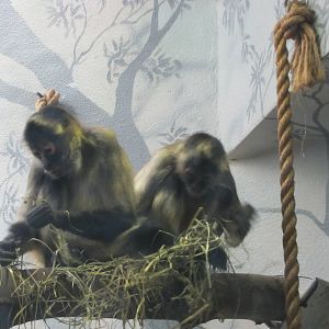 Saint Louis Zoo 2010 - Black-handed Spider Monkey in the Historic Primate H