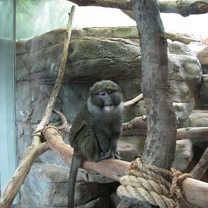 Saint Louis Zoo 2010 - Allens Swamp Monkey in the Historic Primate House