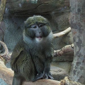 Saint Louis Zoo 2010 - Allens Swamp Monkey in the Historic Primate House