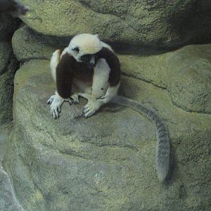 Saint Louis Zoo 2010 - Coquerels Sifaka in the Historic Primate House