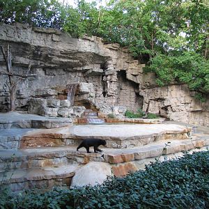 Saint Louis Zoo 2010 - Second part of Malayan Sun Bear grotto