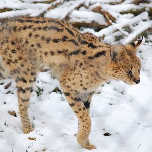 Snowy Serval
