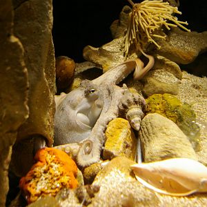 Sydney octopus (Octopus tetricus)