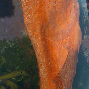 Red Indian fish (Pataecus fronto)